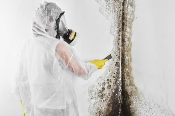 Best Residential Mold Removal  in Fillmore, UT