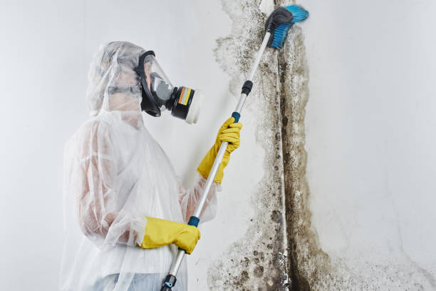 Best Black Mold Removal  in Fillmore, UT