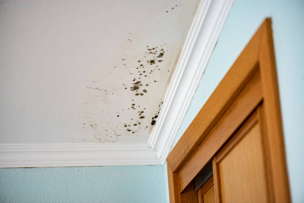 Best Home Mold Removal  in Fillmore, UT