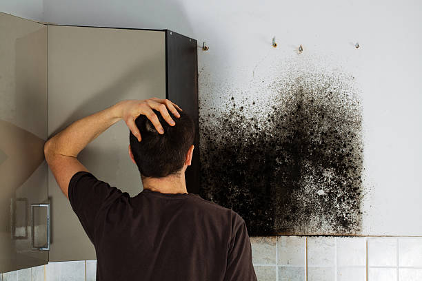 Best Commercial Mold Removal  in Fillmore, UT