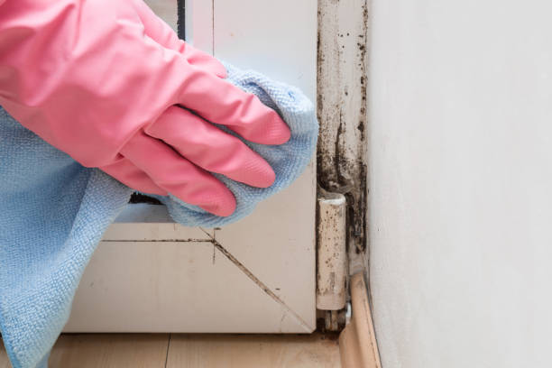 Best Toxic Mold Removal  in Fillmore, UT