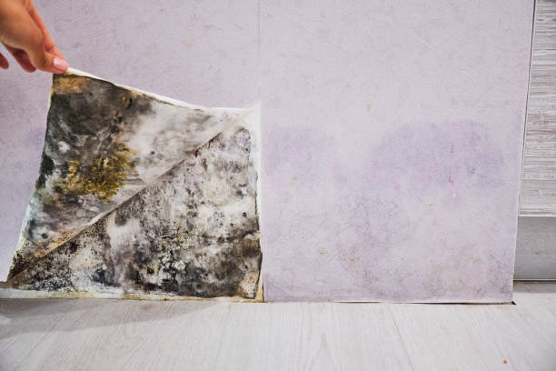 Best Mold Remediation  in Fillmore, UT